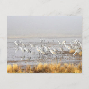Misty Sandhill Cranes Postkarte