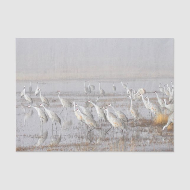 Misty Sandhill Cranes Seidenpapier (Vorderseite)