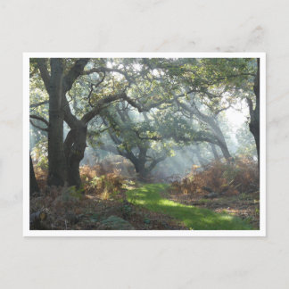 Misty Woodland Postcard Postkarte
