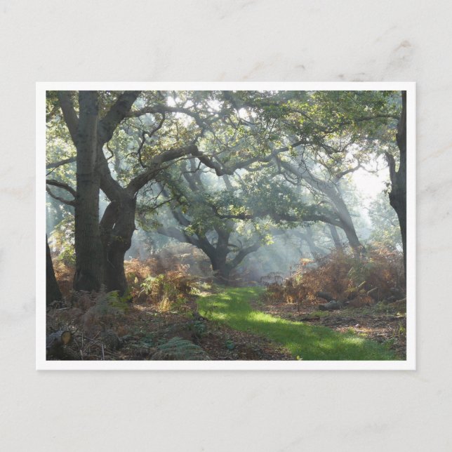 Misty Woodland Postcard Postkarte (Vorderseite)