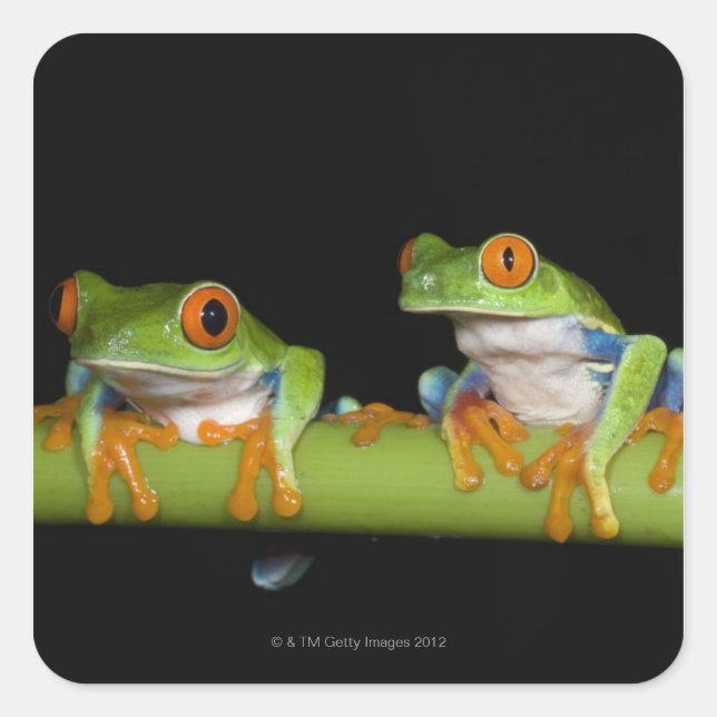 Mit Augen Baumfrösche (Agalychnis callidryas) Quadratischer Aufkleber (Vorderseite)