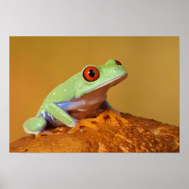 Mit Augen Frosch Poster (Vorne)