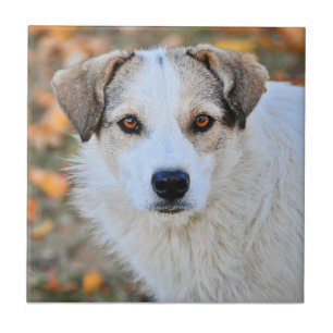 Mit Augen Hund Browns Fliese