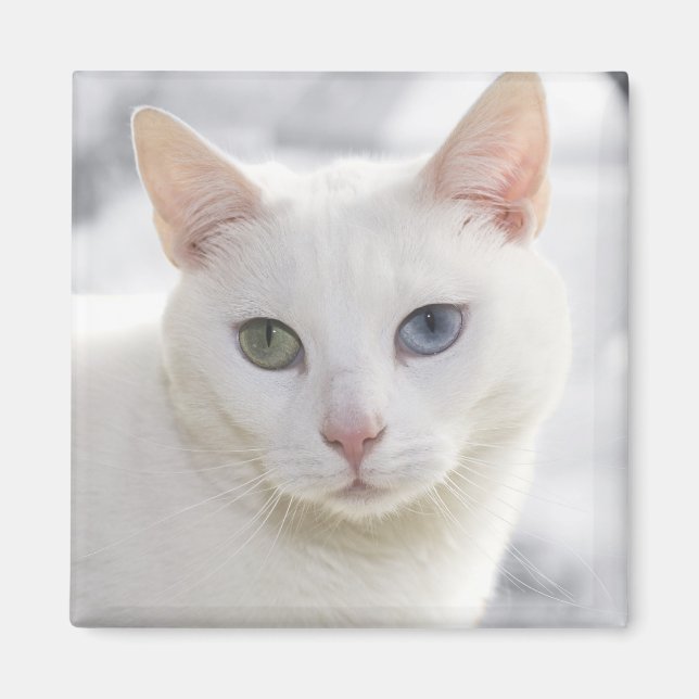 mit Augen Katze nah Magnet (Vorne)
