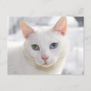 mit Augen Katze nah Postkarte