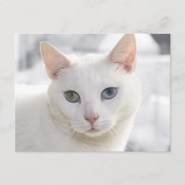 mit Augen Katze nah Postkarte (Vorderseite)