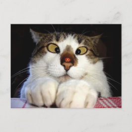 Mit Augen Kreuzung und Ladybird Postkarte