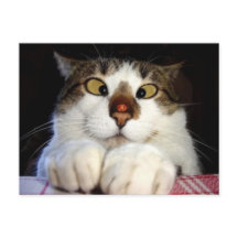 Mit Augen Kreuzung und Ladybird