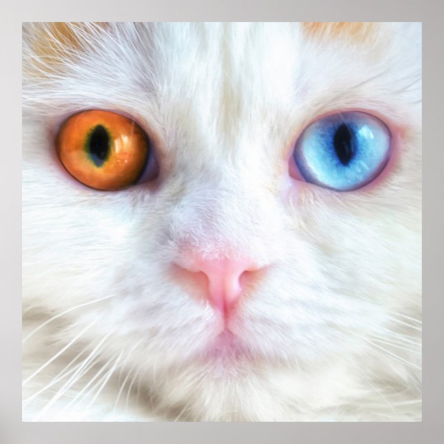 Mit Augen Perserkatze Poster (Vorne)