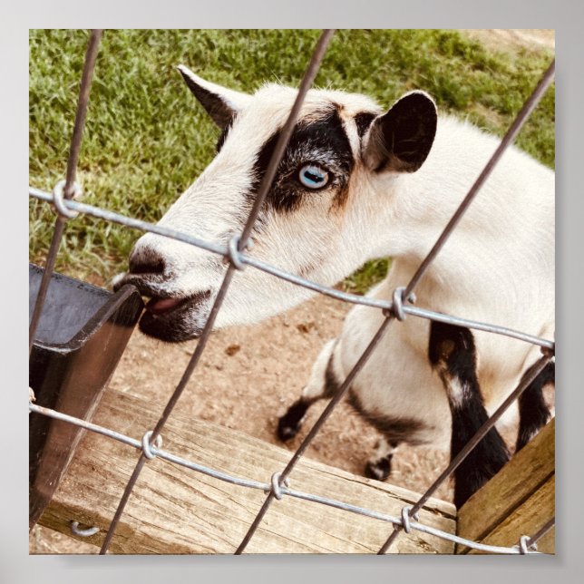 mit Augen Ziege Poster (Vorne)