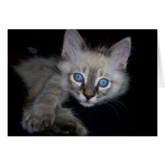 Mit blauen Augen Baby