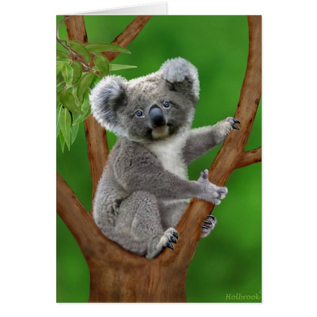 Mit blauen Augen Baby-Koala-Bär (Vorne)