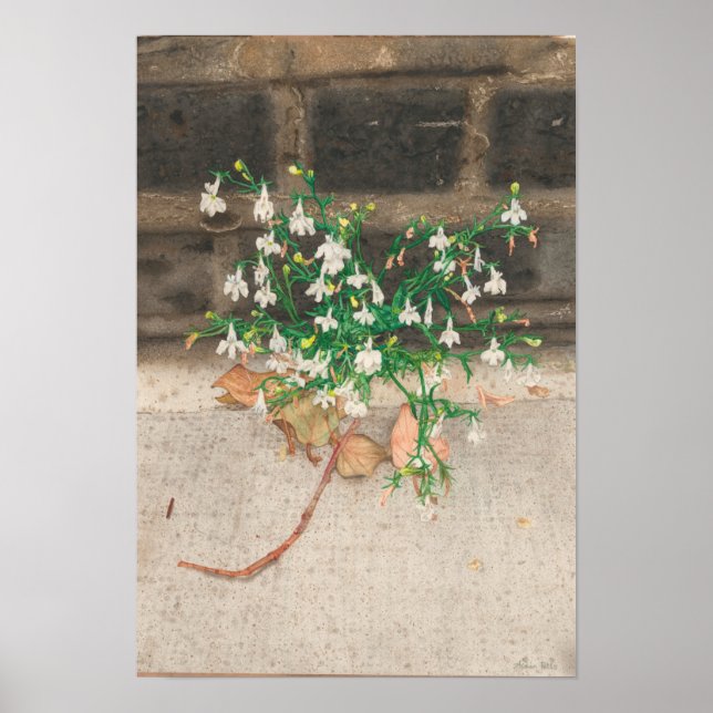 Mit der Lobelia-Schwarzen Mauer Poster (Vorne)