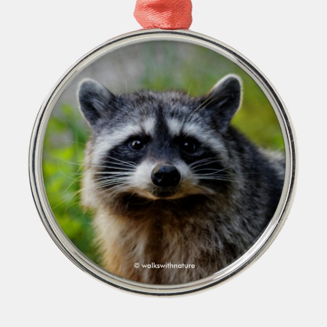 Mit einem nordamerikanischen Raccoon konfrontiert Ornament Aus Metall (Vorne)