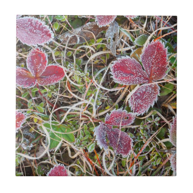 Mit Frost bedeckte Blätter, Kanada Fliese (Vorderseite)