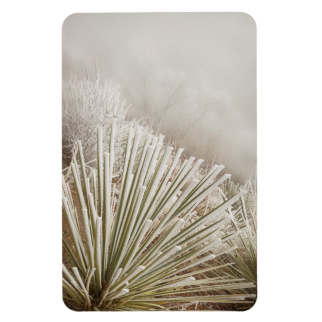 Mit Frost bedeckte Yucca im Winter Magnet (Vertikal)