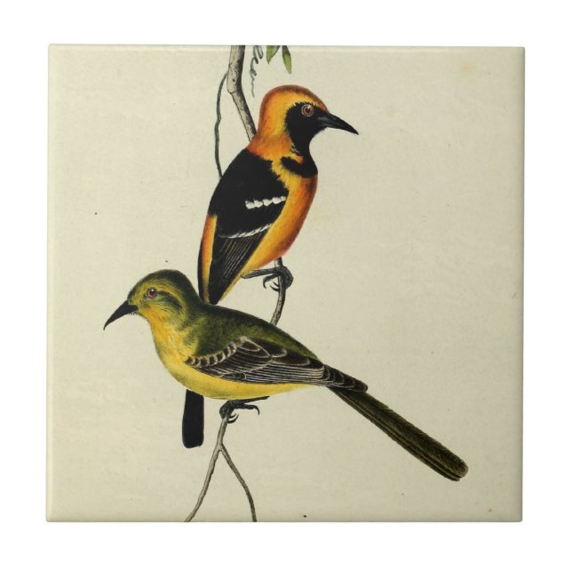 Mit Kapuze Oriole Fliese (Vorderseite)