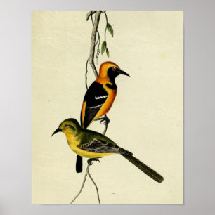 Mit Kapuze Oriole Poster