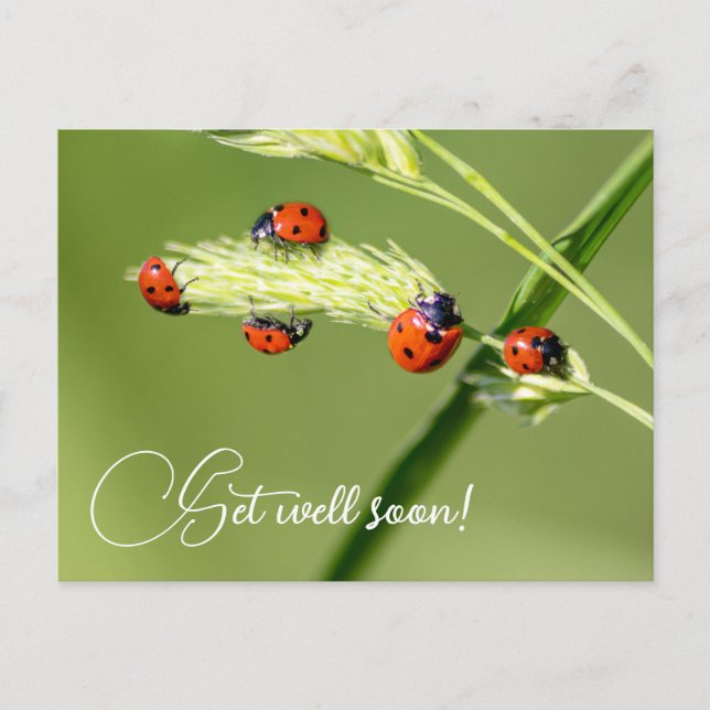 Mit niedlichen kleinen Ladybugs geht es bald gut Postkarte (Vorderseite)