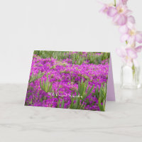Mit tiefstem Beileid, Ice Pflanze Purple Blumen