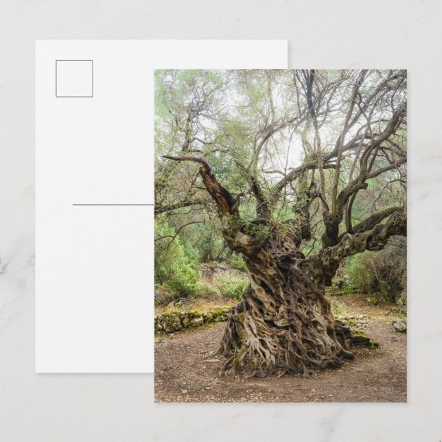 Mitera Olive Tree in Corfu Postcard (no text) Postkarte (Vorne/Hinten)
