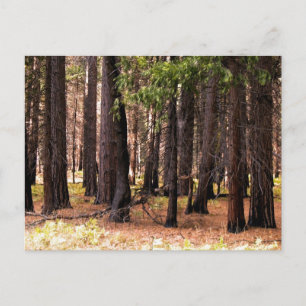 Mitgefühl Postkarte