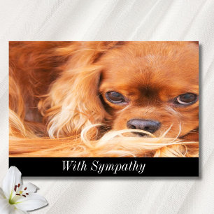 Mitgefühl Süßer Cavalier King Charles Spaniel Karte