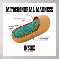 Mitochondrialer Wahnsinn innerhalb der Mitochondri