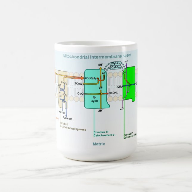 Mitonchondrial Intermembrane Raum-Diagramm Tasse (Mittel)