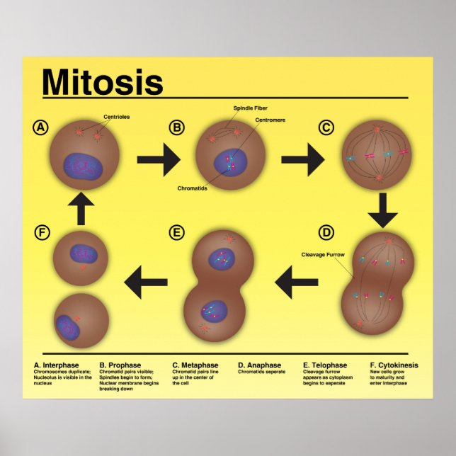 Mitose-Klassenposter *Aktualisierung* Poster (Vorne)