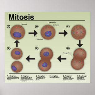 Mitose-Klassenposter *Aktualisierung* Poster