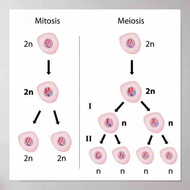 Mitose versus Meiose Poster (Vorne)
