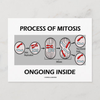 Mitoseprozess im Inneren Postkarte