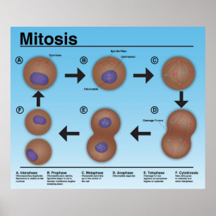 Mitosis Classroom Poster *Updated*