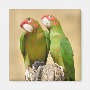 Mitred Parakeet auf der Holzpfeife Postkarte Magnet