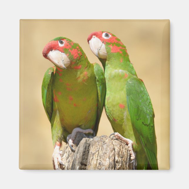 Mitred Parakeet auf der Holzpfeife Postkarte Magnet (Vorne)