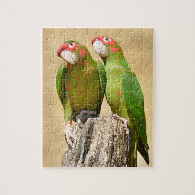 Mitred Parakeet auf der Holzpfeife Postkarte Puzzle (Vertikal)