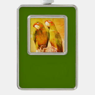 Mitred Parakeet auf der Holzpfeife Postkarte Rahmen-Ornament Silber