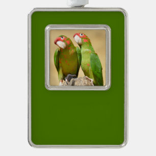 Mitred Parakeet auf der Holzpfeife Postkarte Rahmen-Ornament Silber