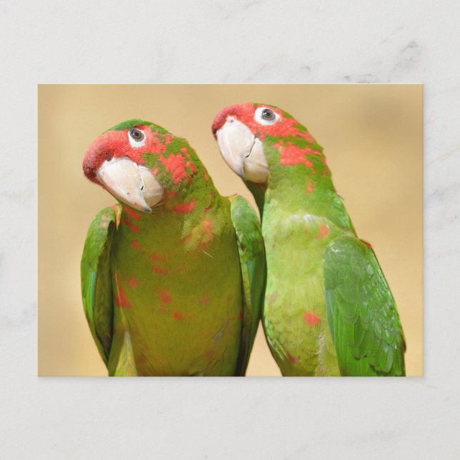 Mitred Parakeet auf Holzpost Postkarte (Vorderseite)