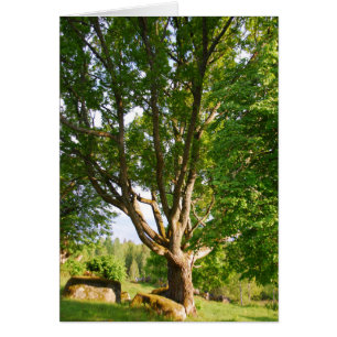 Mitsommernes Licht Småland