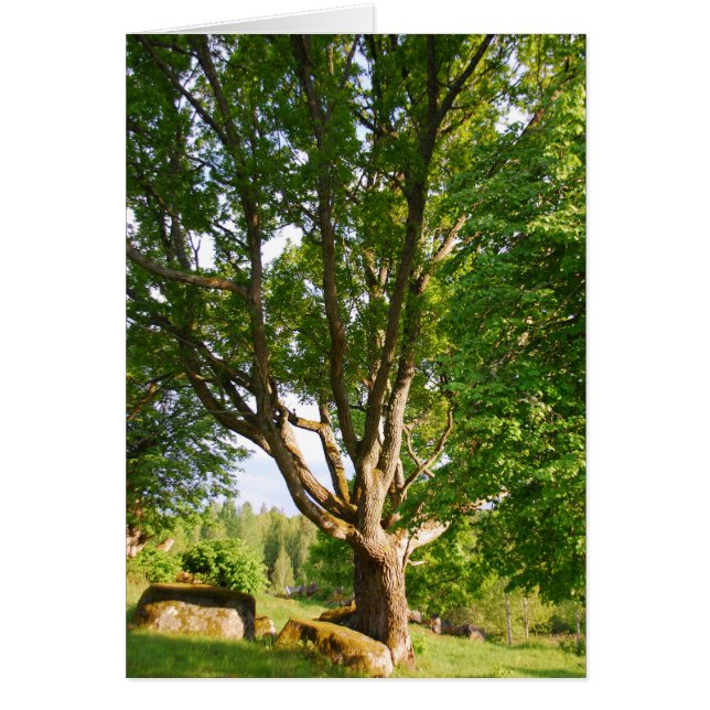 Mitsommernes Licht Småland (Vorne)