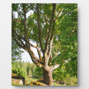 Mitsommernes Licht Småland Fotoplatte