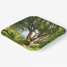 Mitsommernes Licht Småland Pappteller