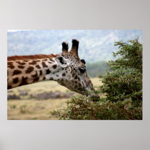 Mittagessen im Acacia Tree - Drucken Poster