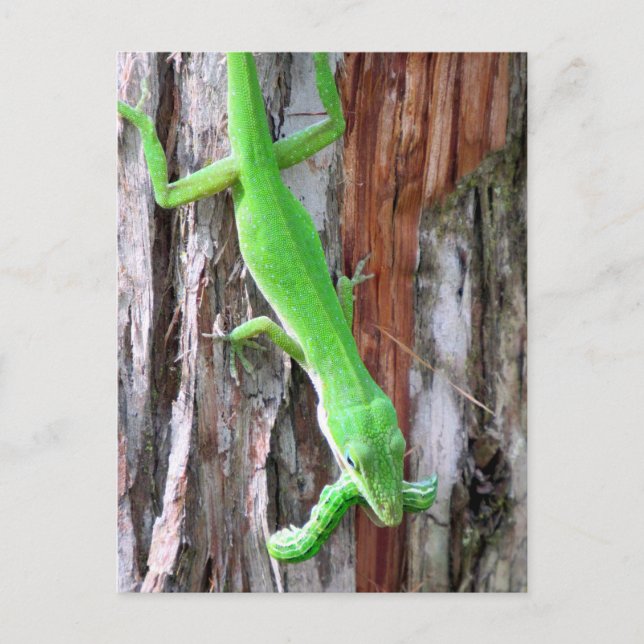 Mittagessen jemand? Grüne Anole (Lizard) Postkarte (Vorderseite)