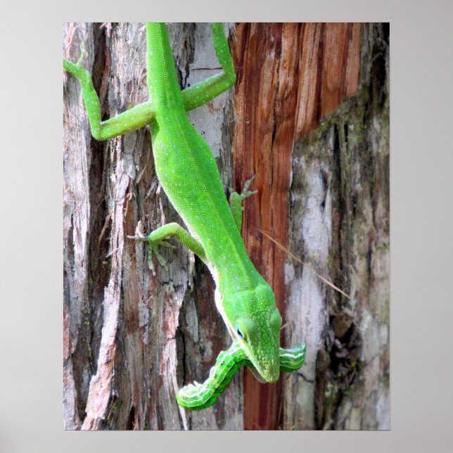 Mittagessen jemand? Grünes Anole (Lizard) Poster (Vorne)