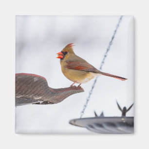 Mittagessen Kardinaldame Magnet