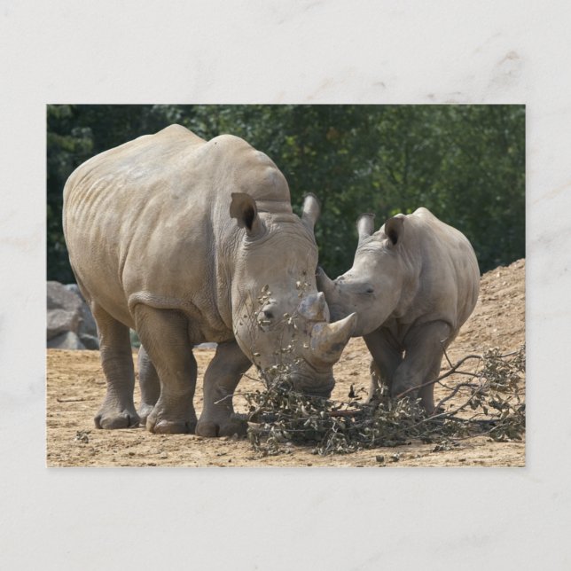 Mittagessen mit Mama Postkarte (Vorderseite)