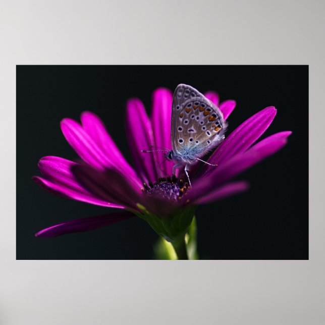 Mittagszeit Poster (Vorne)